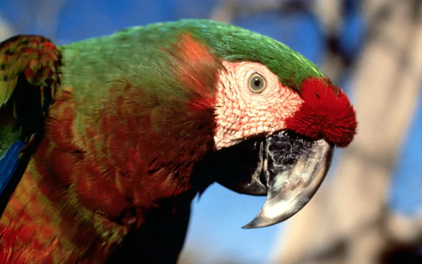 Close-up of a vibrant military macaw with green, red, and blue feathers against a blurred natural background, presented as an HD PC desktop wallpaper.