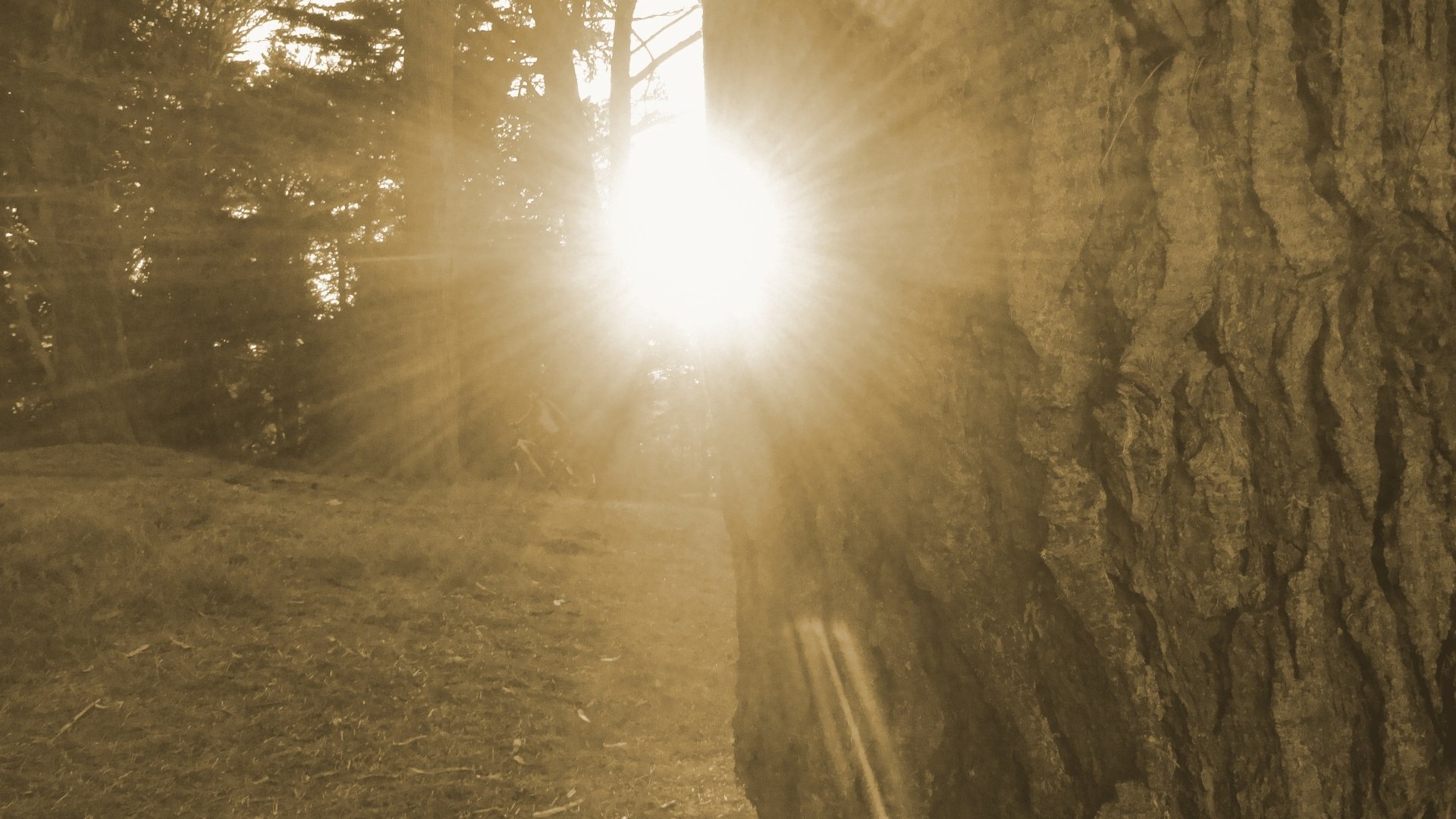 Download Nature Sunbeam HD Wallpaper