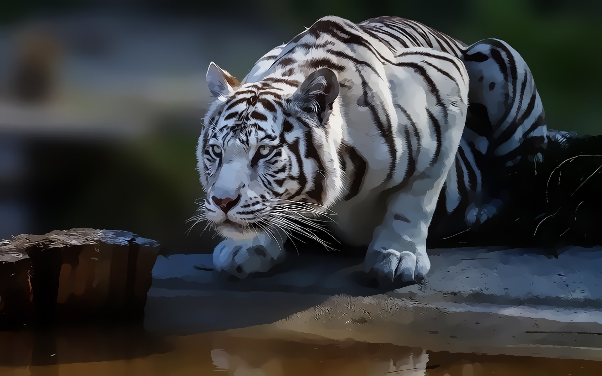 Download Animal White Tiger  HD Wallpaper