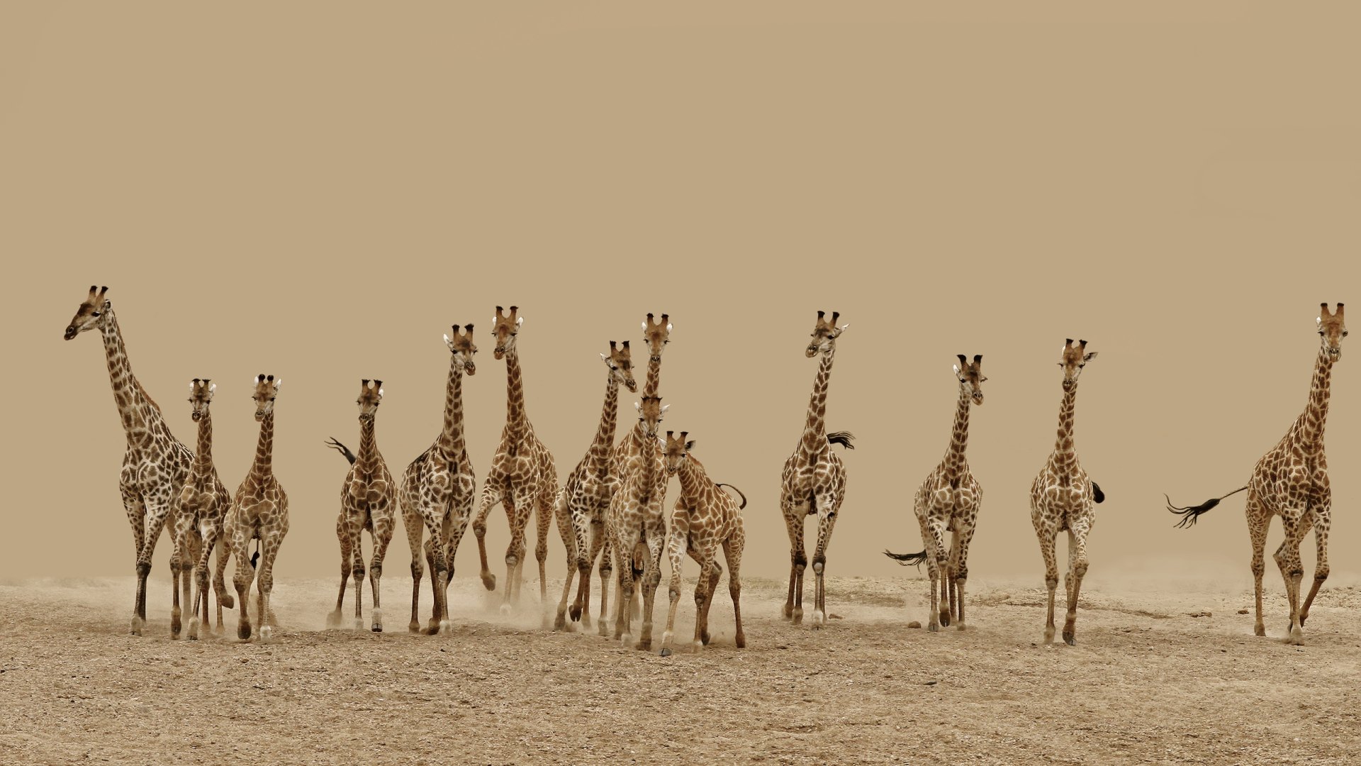 A herd of giraffes walking together across a sandy landscape, captured in high definition, making a stunning desktop wallpaper and background.