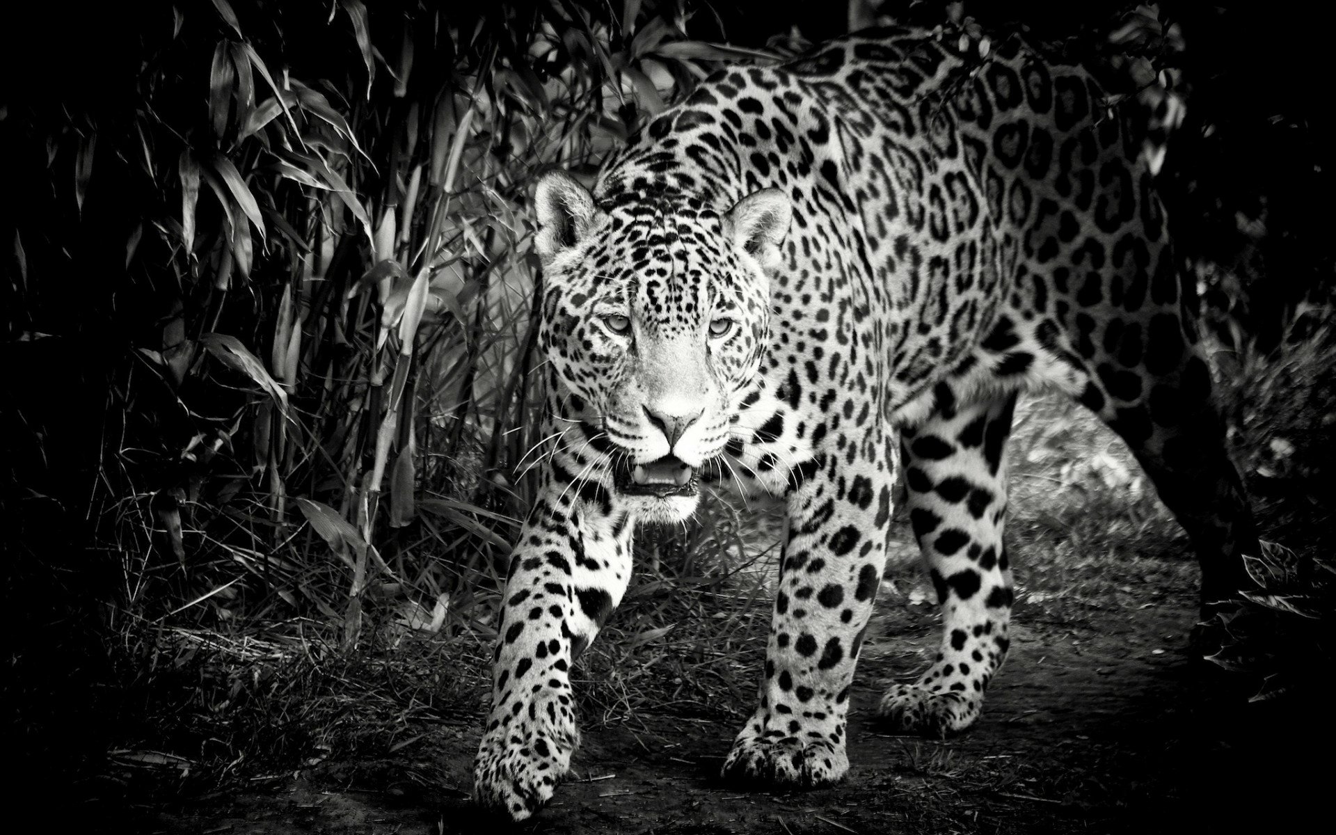 Black and white HD desktop wallpaper of a jaguar walking through dense foliage, showcasing its powerful and stealthy presence in the wild.