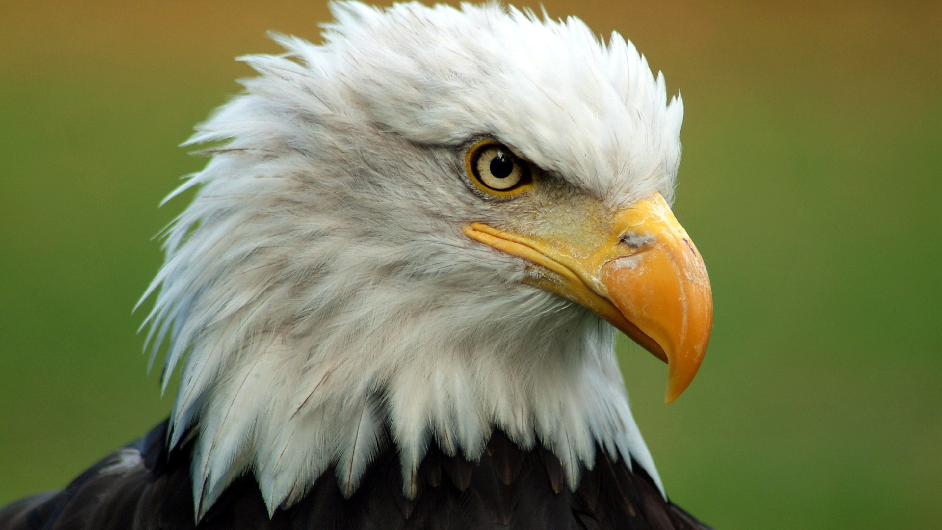 Download Animal Bald Eagle HD Wallpaper