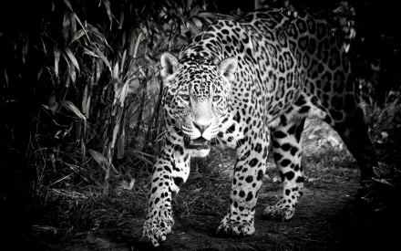 Animal jaguar HD Desktop Wallpaper | Background Image