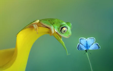 HD desktop wallpaper featuring a vibrant green frog perched on a yellow petal, gazing at a delicate blue butterfly against a soft green-blue background.