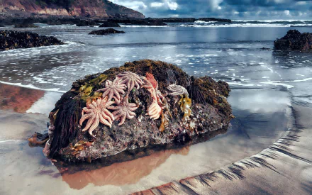 Animal starfish HD Desktop Wallpaper | Background Image