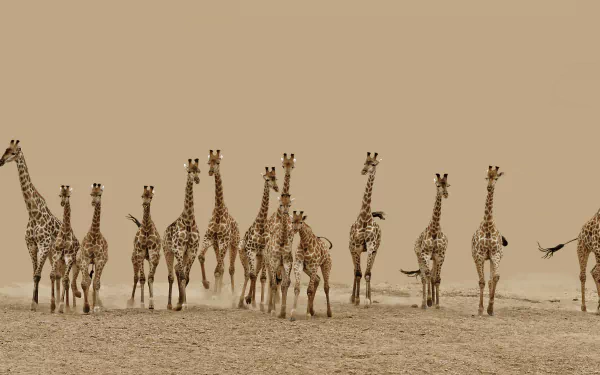 A herd of giraffes walking together across a sandy landscape, captured in high definition, making a stunning desktop wallpaper and background.
