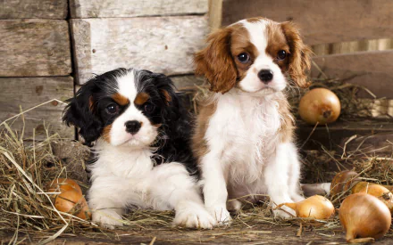 Two Cavalier King Charles Spaniel puppies rest on hay in a rustic setting, captured in a high-definition PC desktop wallpaper background.