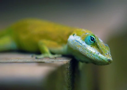 A close-up of a green lizard resting, showcasing its vibrant scales and striking blue eye. This HD image makes a captivating desktop wallpaper or background featuring reptiles.