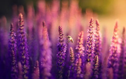 Macro photography of a bee hovering over vibrant purple flowers, captured in stunning HD, creating a captivating PC desktop wallpaper and background.