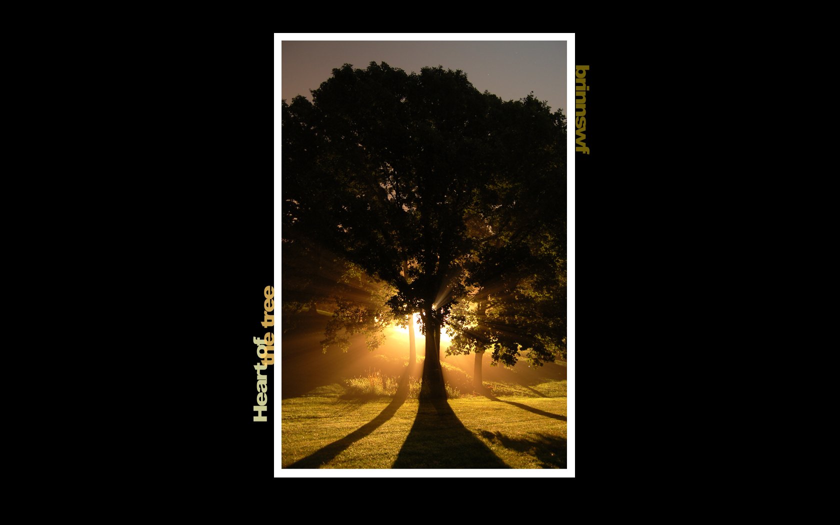HD PC desktop wallpaper of a silhouetted tree with bright sunlight streaming through its branches, casting long shadows on the ground in a natural setting.