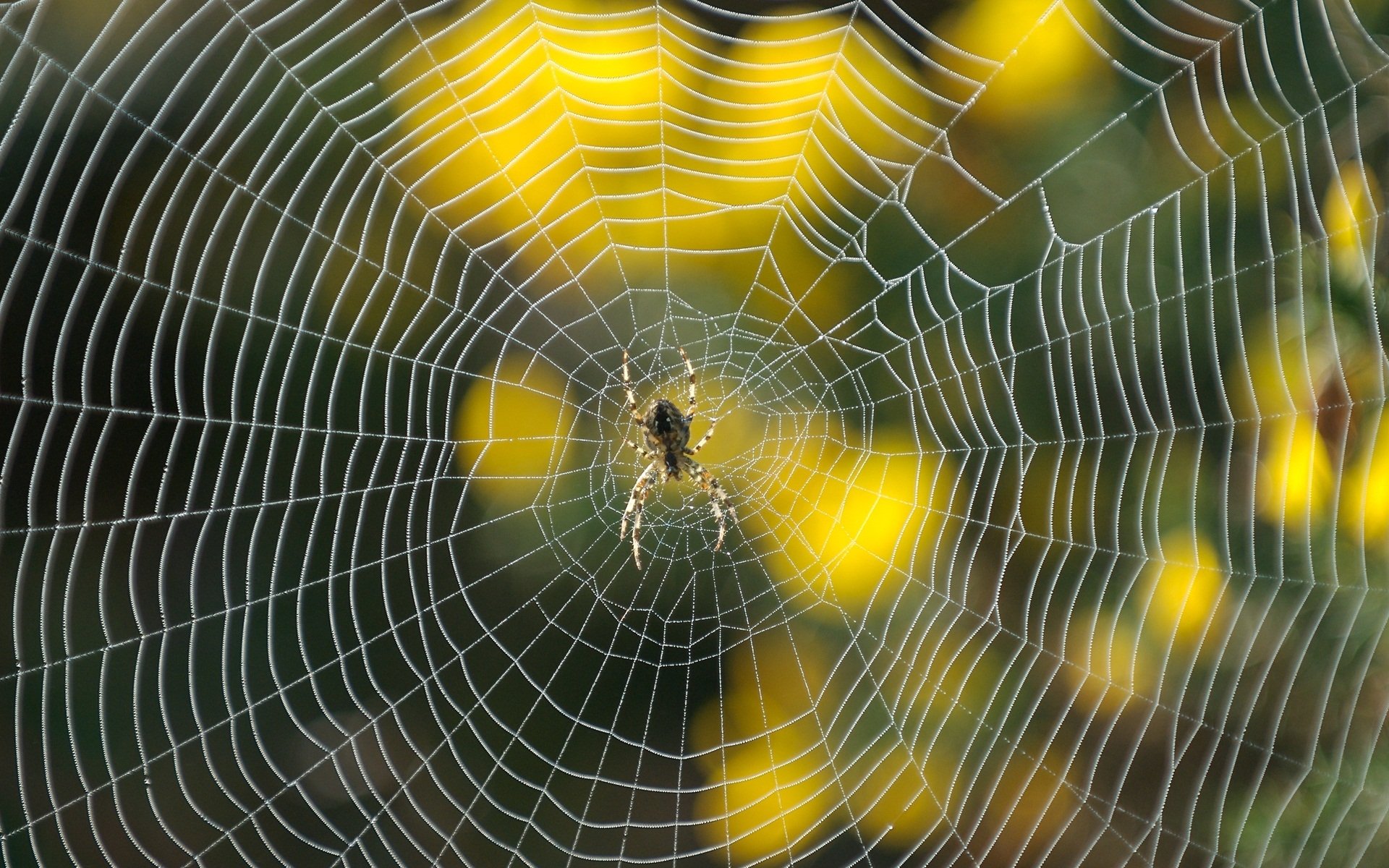A close-up of a spider web with a spider at its center, framed by vibrant yellow flowers in the background, showcasing the beauty of nature in this HD desktop wallpaper.