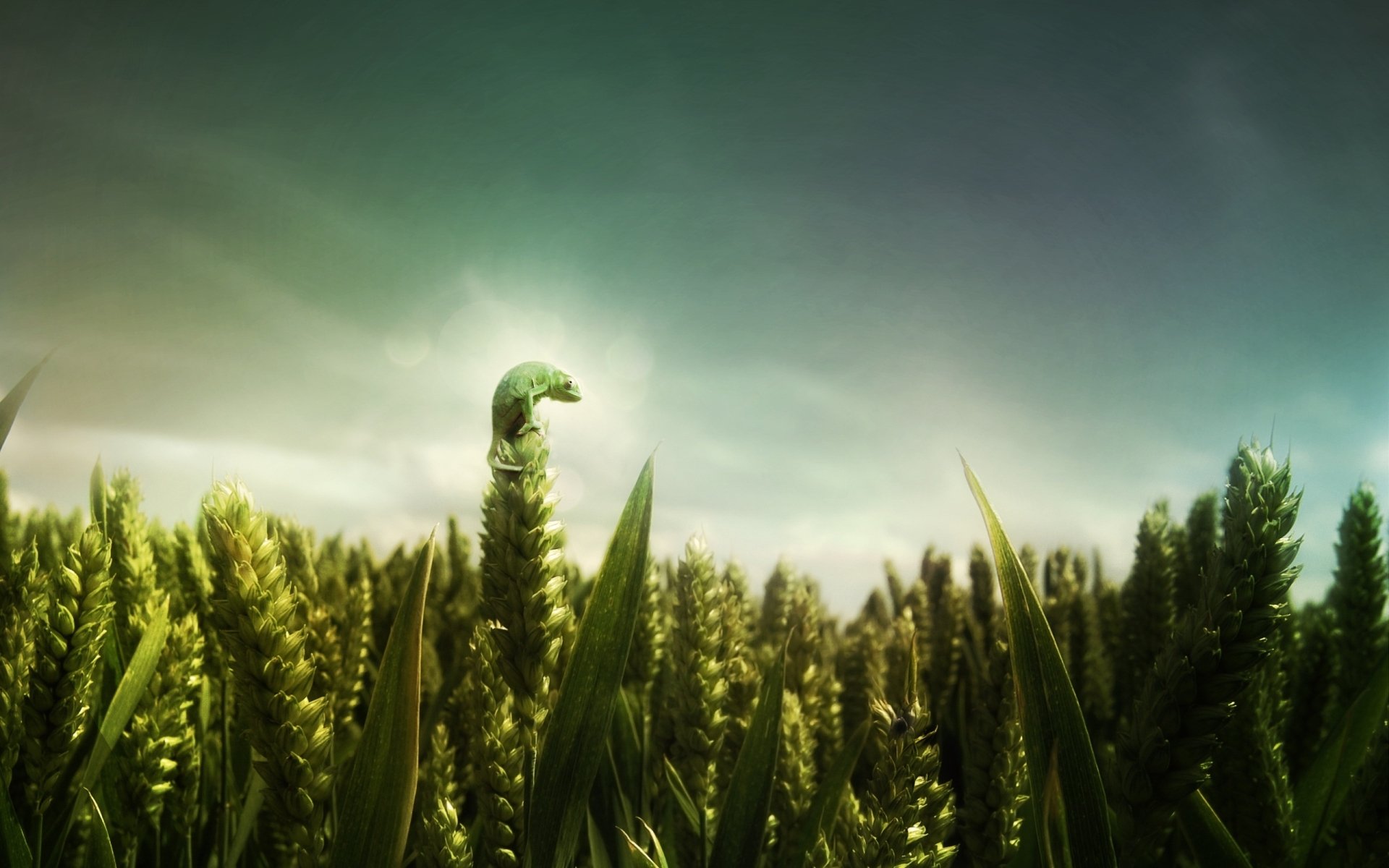 A vibrant green field with tall grass under a moody sky, featuring a camouflaged chameleon blending seamlessly into the environment. High-definition desktop wallpaper.