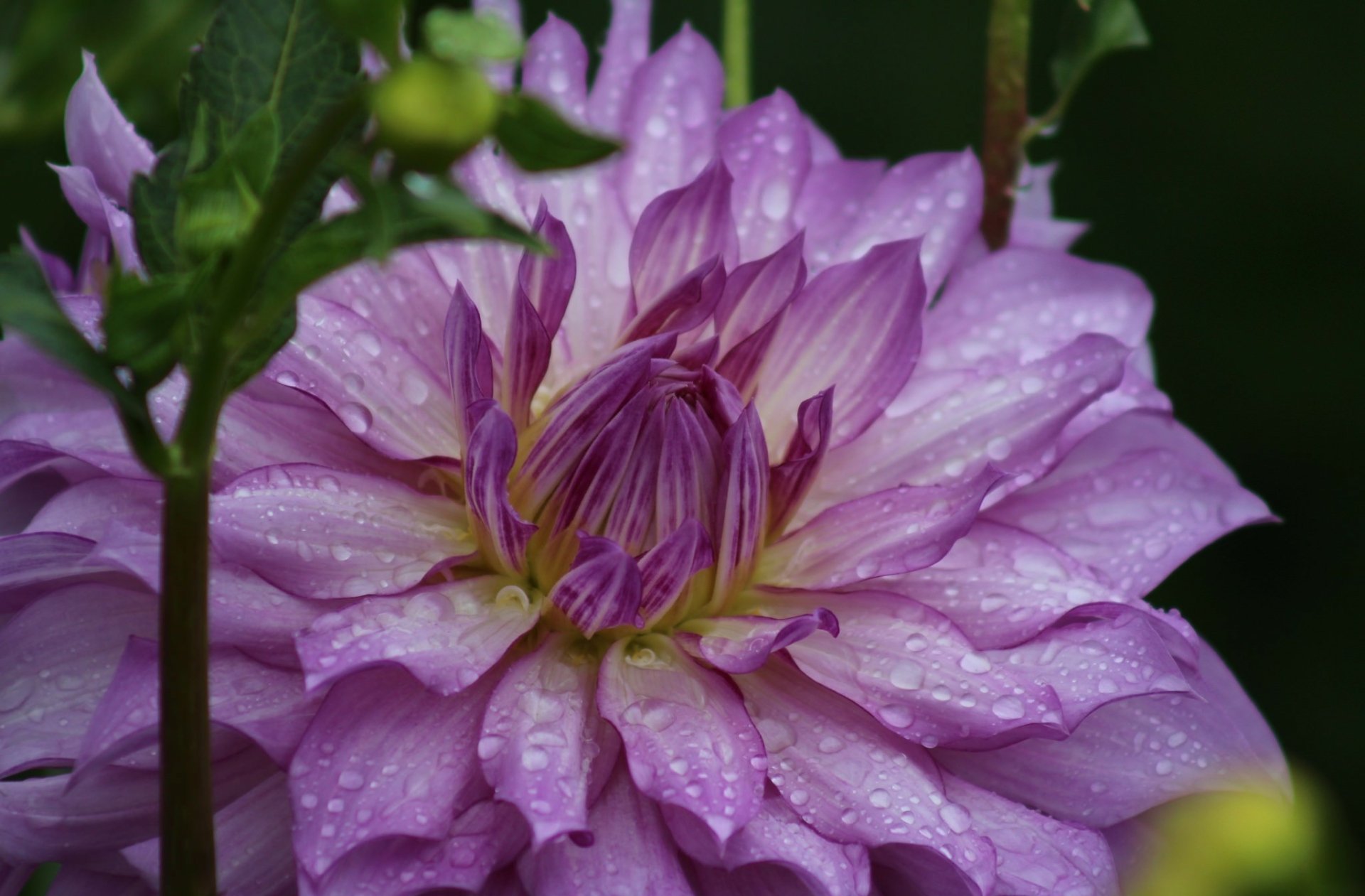 Download Nature Dahlia HD Wallpaper