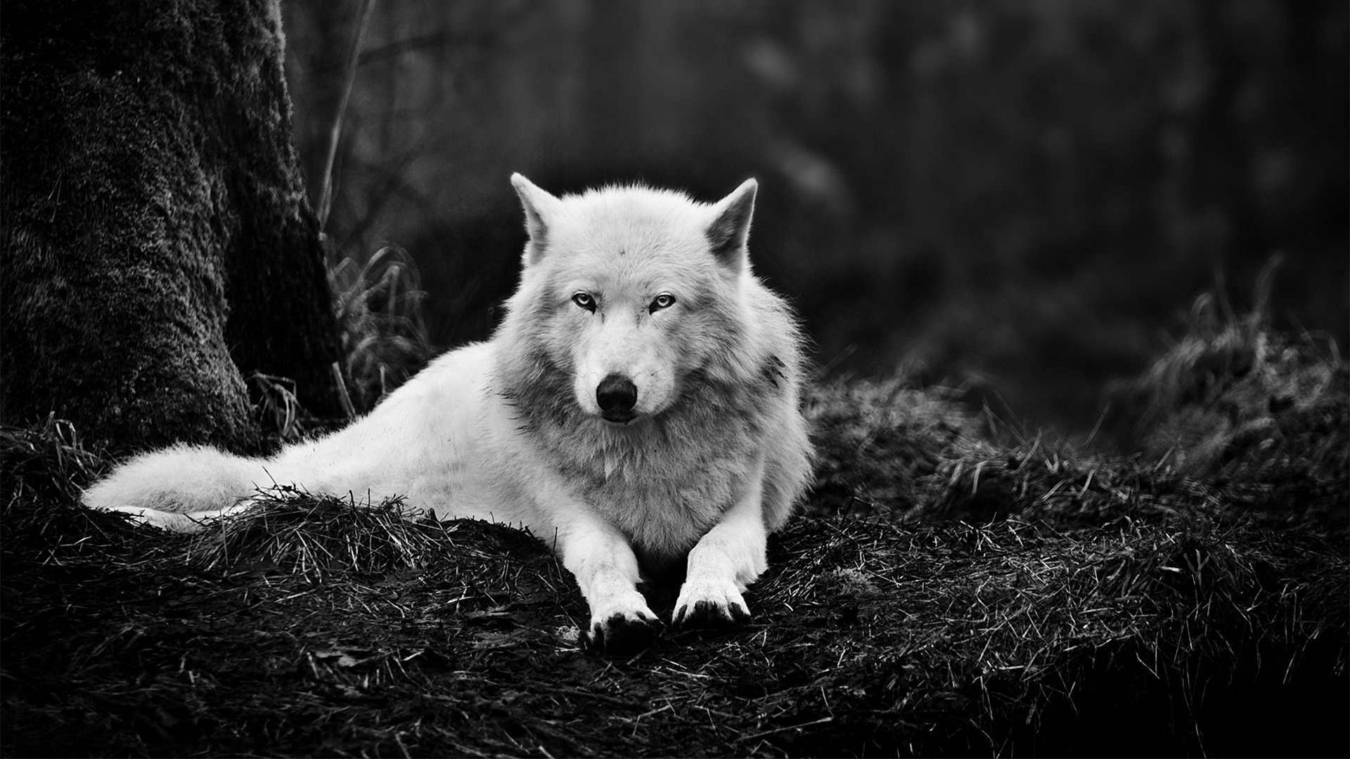 Download Animal Wolf  HD Wallpaper