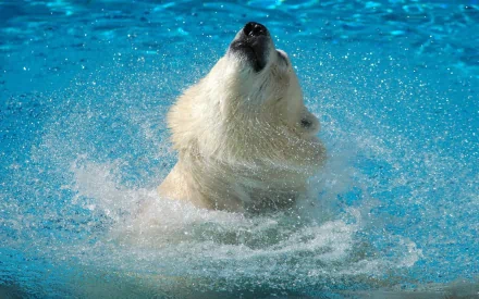 HD desktop wallpaper featuring a polar bear shaking off water, creating a splash. The bear is in a clear, bright blue body of water.
