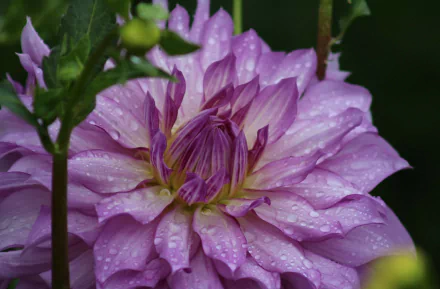 nature dahlia HD Desktop Wallpaper | Background Image