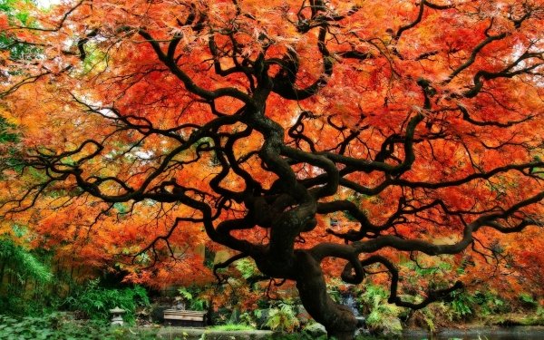 Man Made Japanese Garden Fall Japan Tree HD Wallpaper | Background Image