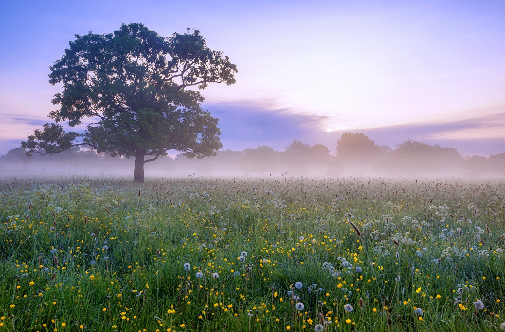 Nature Meadow HD Wallpaper