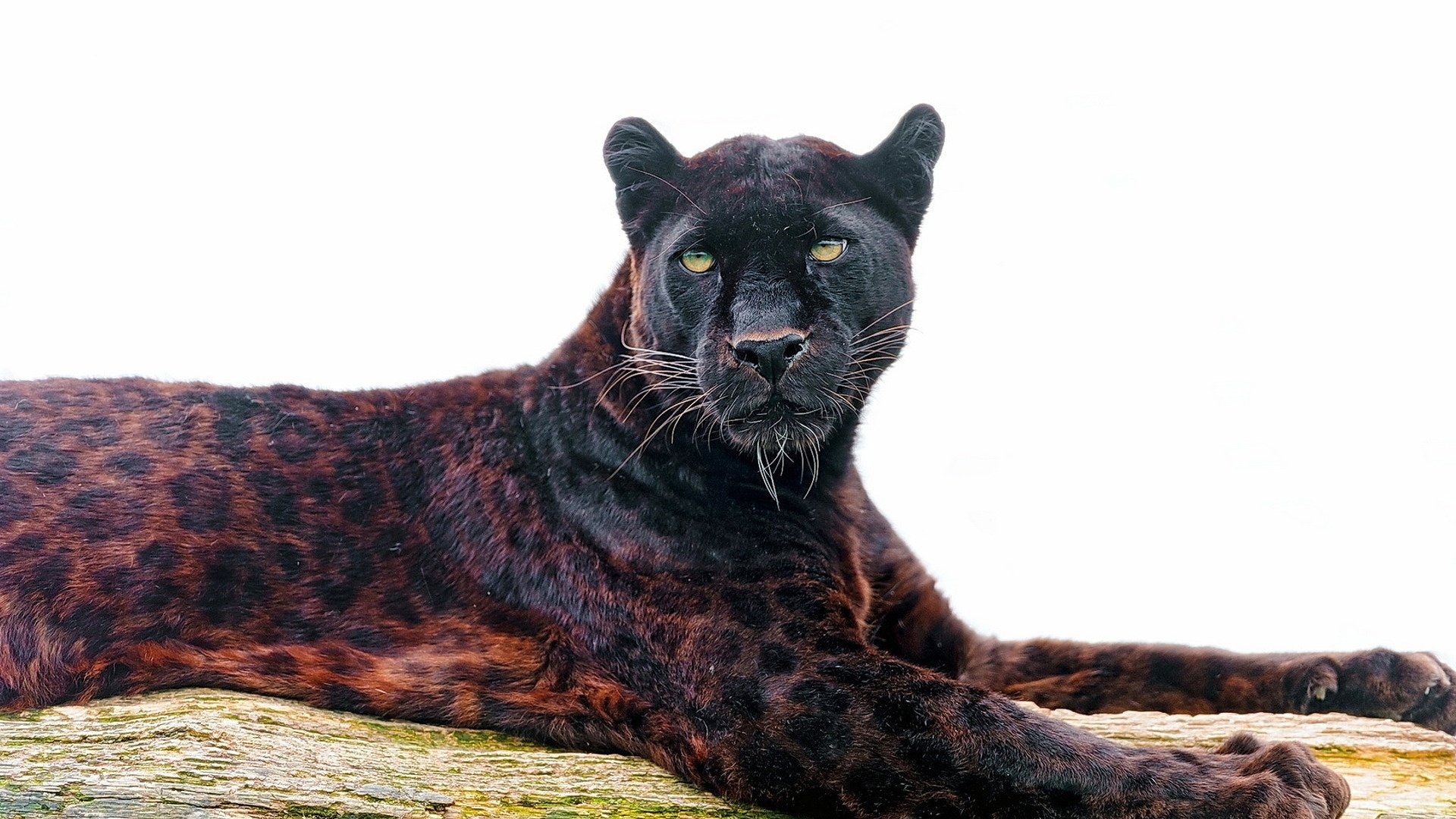 Jaguar Animal Wallpapers - Top Free Jaguar Animal Backgrounds -  WallpaperAccess