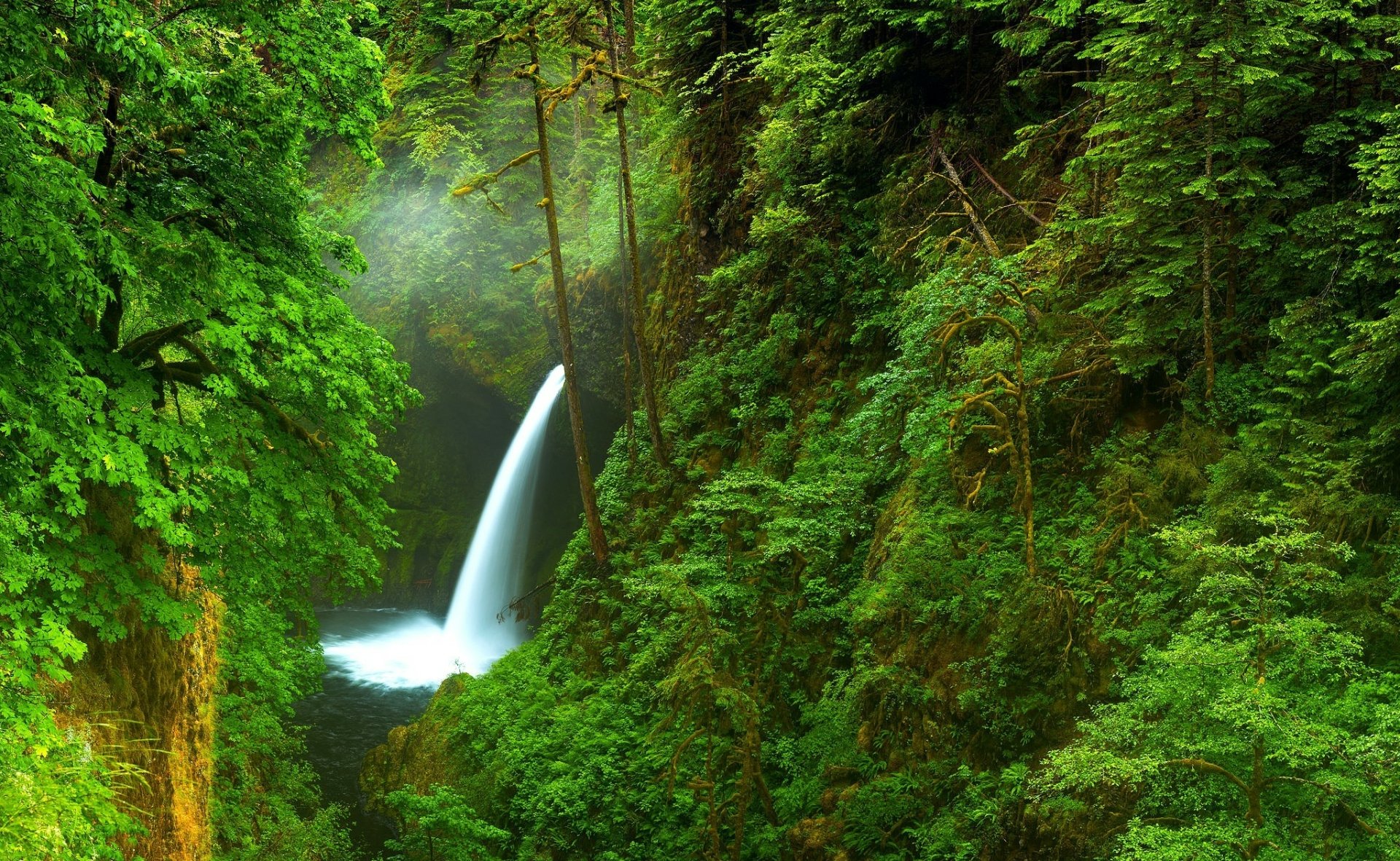Lush green forest surrounding a serene creek and a cascading waterfall, captured in vivid detail as a HD PC desktop wallpaper and background.