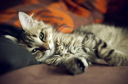 A relaxed kitten lounges comfortably, showcasing its fluffy fur and playful expression. This HD wallpaper captures the charm of this adorable cat in a cozy setting.