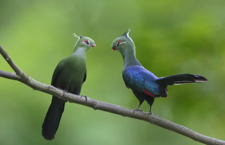 A vibrant couple of turaco birds perched on a branch against a soft green background in this HD desktop wallpaper showcasing animal beauty.