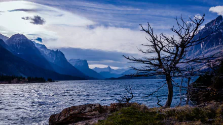 HD desktop wallpaper showcasing the serene beauty of Saint Mary Lake with rugged mountains, a cloudy sky, and a leafless tree by the rocky shoreline.