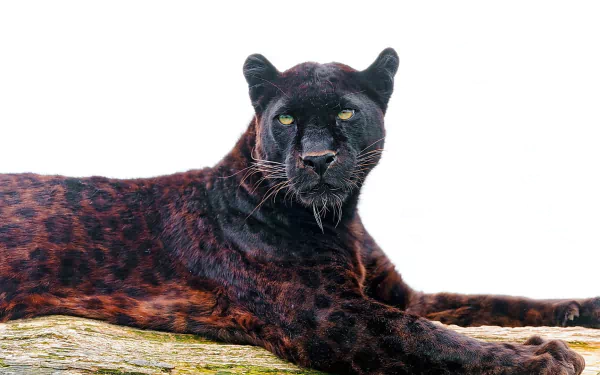A striking HD wallpaper featuring a jaguar lounging on a log, showcasing its sleek black coat and piercing eyes against a clean white background.