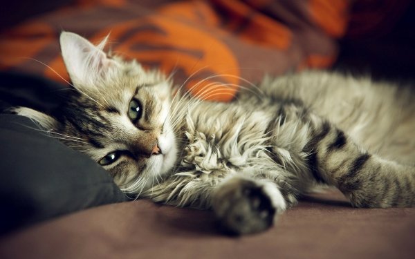 Animaux Chat Félins Kitten Relax Fond d'écran HD | Image