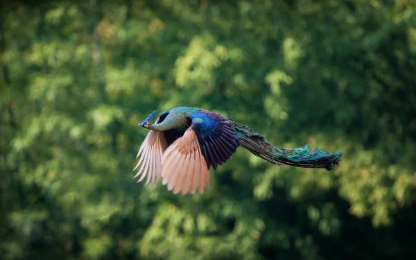 A vibrant peacock in flight over a lush green background, captured in stunning detail. This HD wallpaper showcases the beauty of this majestic bird.