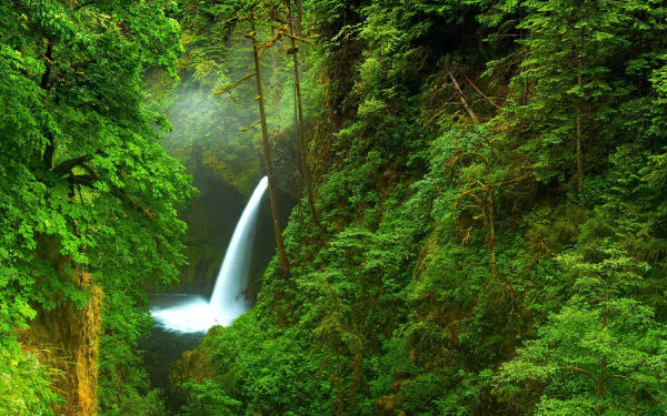 creek forest nature waterfall HD Desktop Wallpaper | Background Image