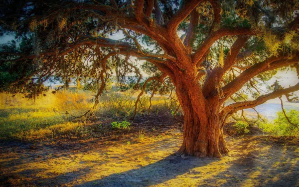 A serene scene of a majestic tree bathed in warm sunlight, surrounded by nature, creating a tranquil atmosphere. This HD wallpaper enhances any desktop background with its beauty.