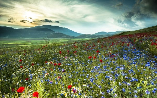 Earth Field Flower Mountain HD Wallpaper | Background Image