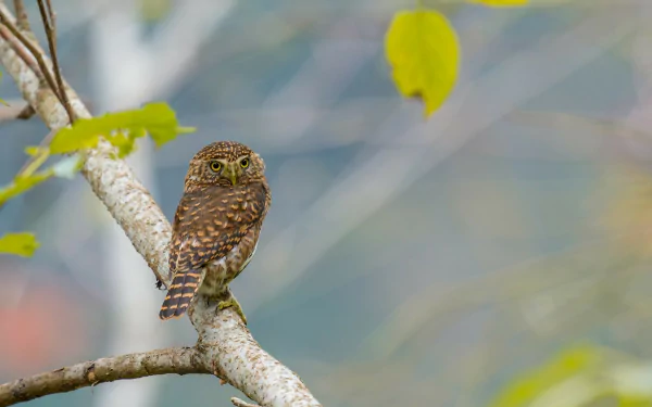 A small owl perched on a tree branch, glancing toward the camera against a blurred natural background. HD PC desktop wallpaper and background.