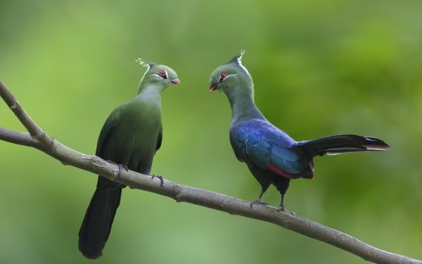 Animal Turaco Birds Couple Branch Bird HD Wallpaper | Background Image