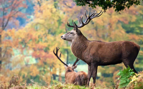 horns Animal deer HD Desktop Wallpaper | Background Image