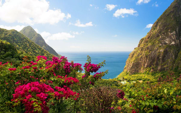 flower nature seashore HD Desktop Wallpaper | Background Image