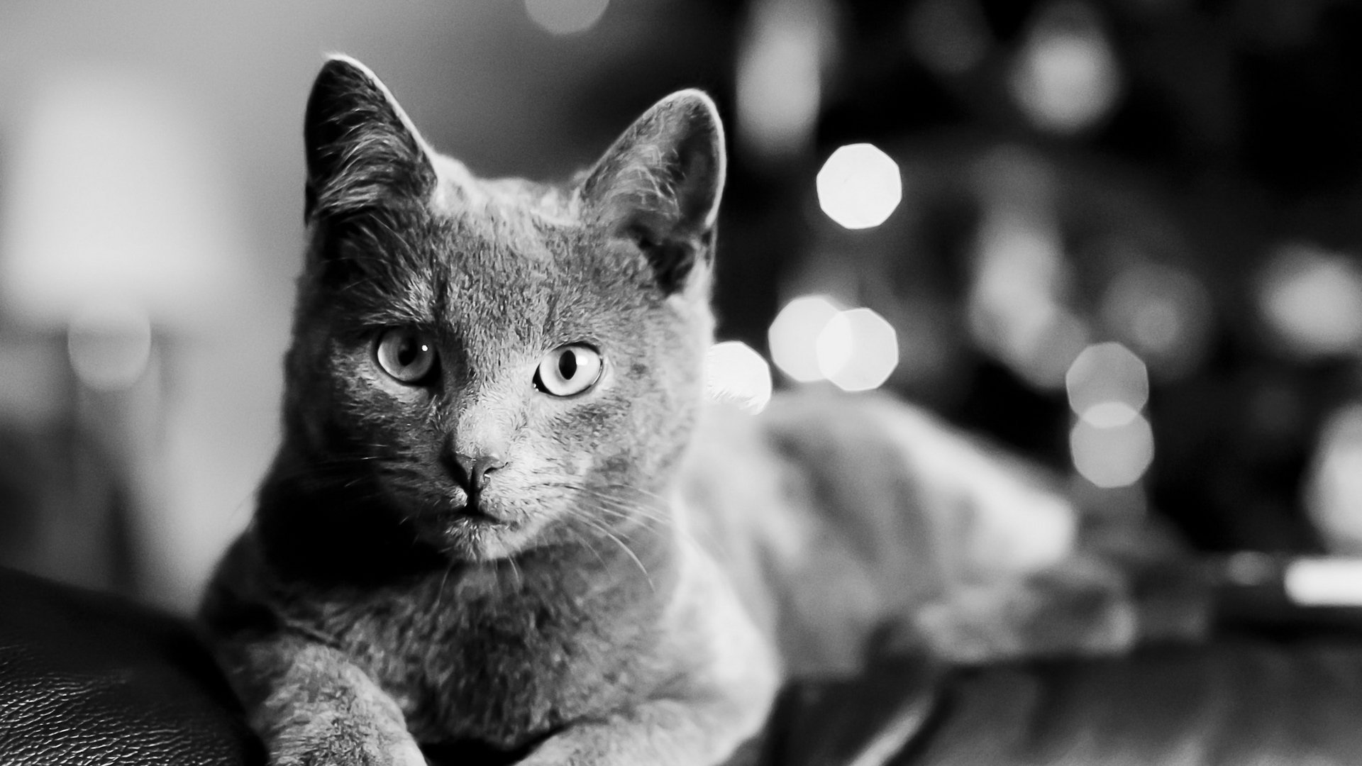 A close-up of a gray cat with striking eyes, resting on a dark surface. The image features a soft focus background, creating a serene atmosphere in this HD desktop wallpaper.