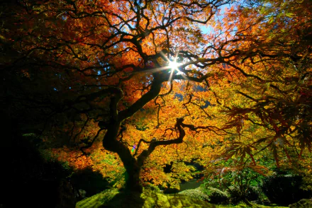 Sunlight bursting through twisted maple branches in a man-made Japanese garden in Japan, fall orange and gold leaves over mossy ground — HD PC desktop wallpaper/background.
