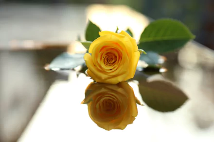 HD desktop wallpaper featuring a vibrant yellow rose with its reflection on a glossy surface, surrounded by green leaves.