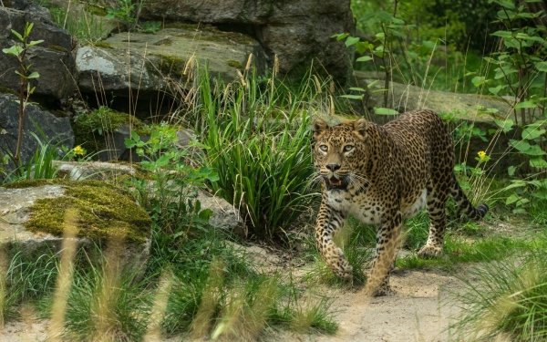 Animal Leopard Cats Jungle HD Wallpaper | Background Image
