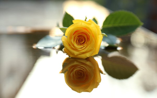 Earth Rose Flowers Flower Yellow Flower Leaf Reflection Yellow Rose HD Wallpaper | Background Image