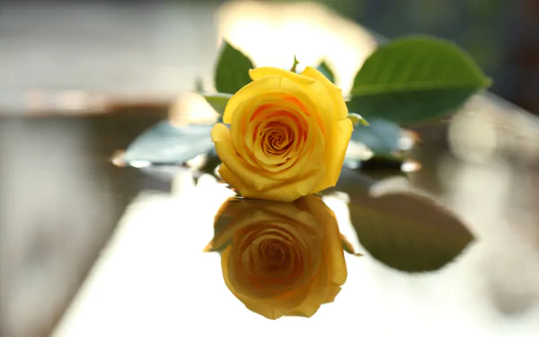 HD desktop wallpaper featuring a vibrant yellow rose with its reflection on a glossy surface, surrounded by green leaves.
