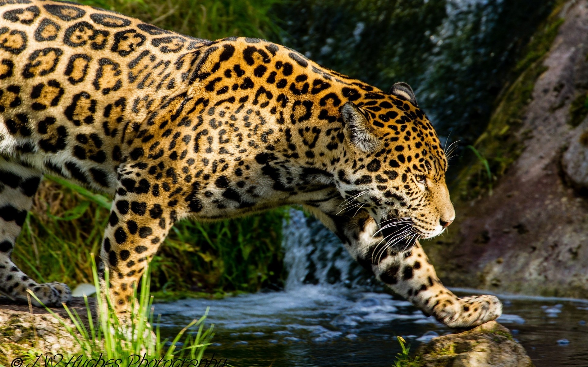 Jaguar Full HD Wallpaper and Background Image | 1920x1200 | ID:543295