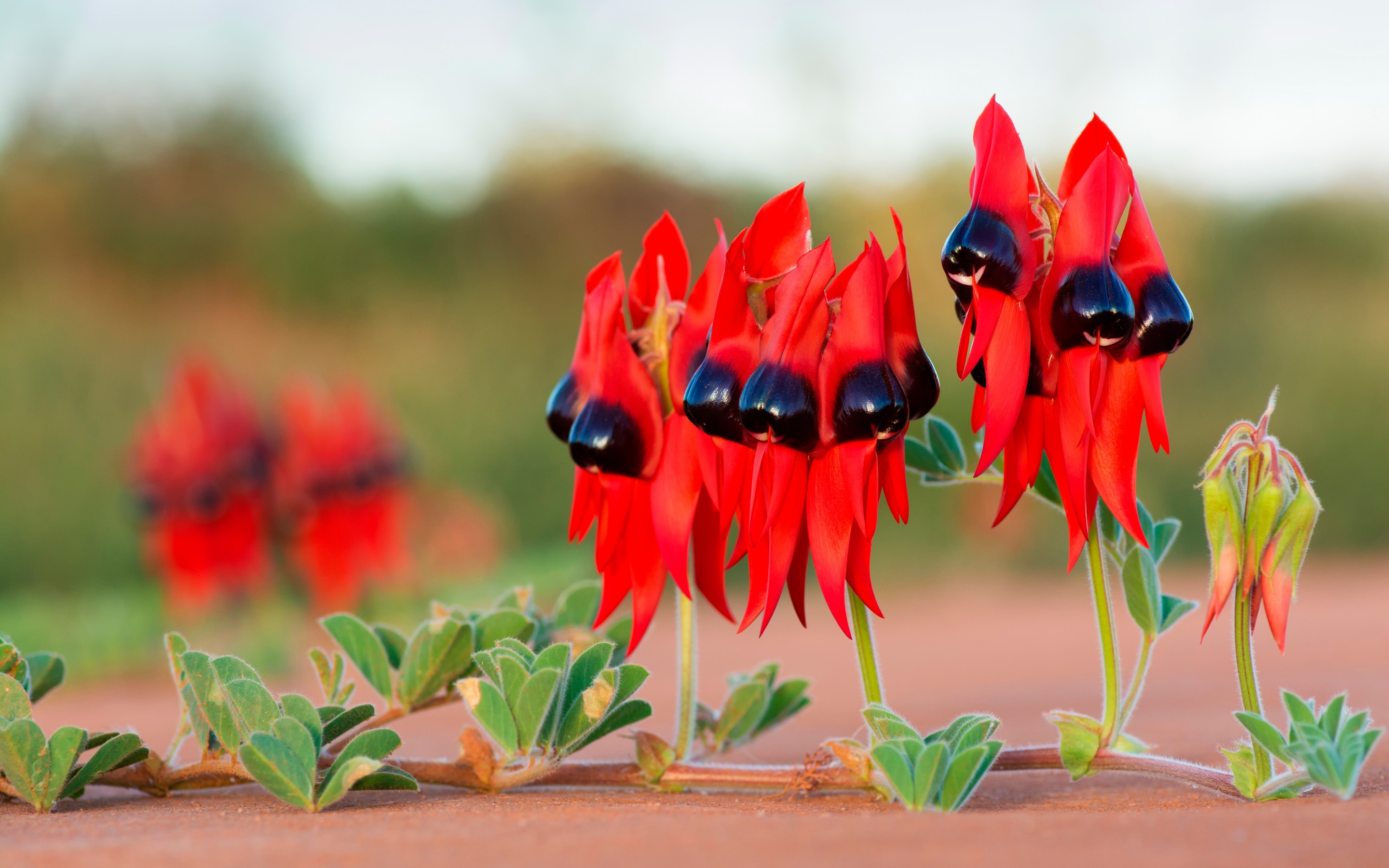 Sturt's Desert Pea Is The South Australian Floral Emblem by Andrew Alderson