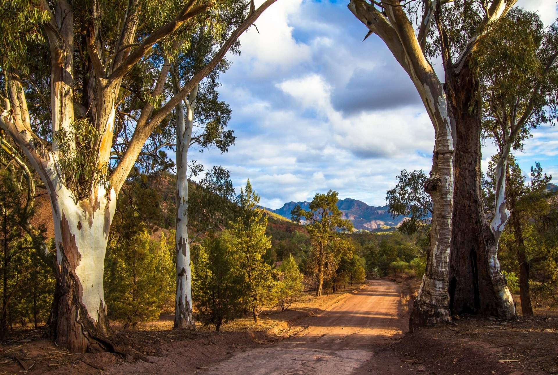 Download Tree Road Man Made Path HD Wallpaper | 2048x1378 | Wallpaper Abyss