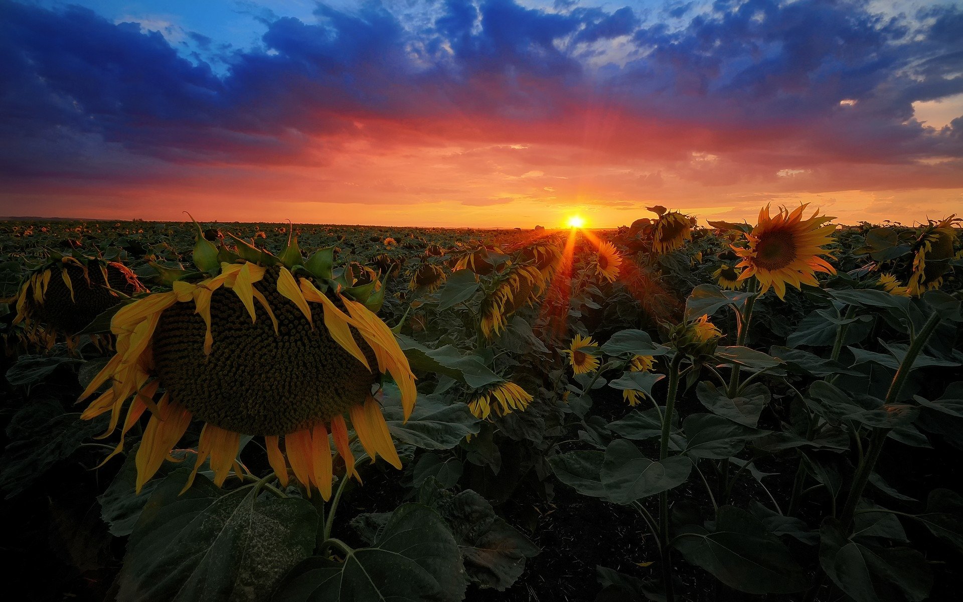 Download Nature Sunset HD Wallpaper | 1920x1200 | Wallpaper Abyss