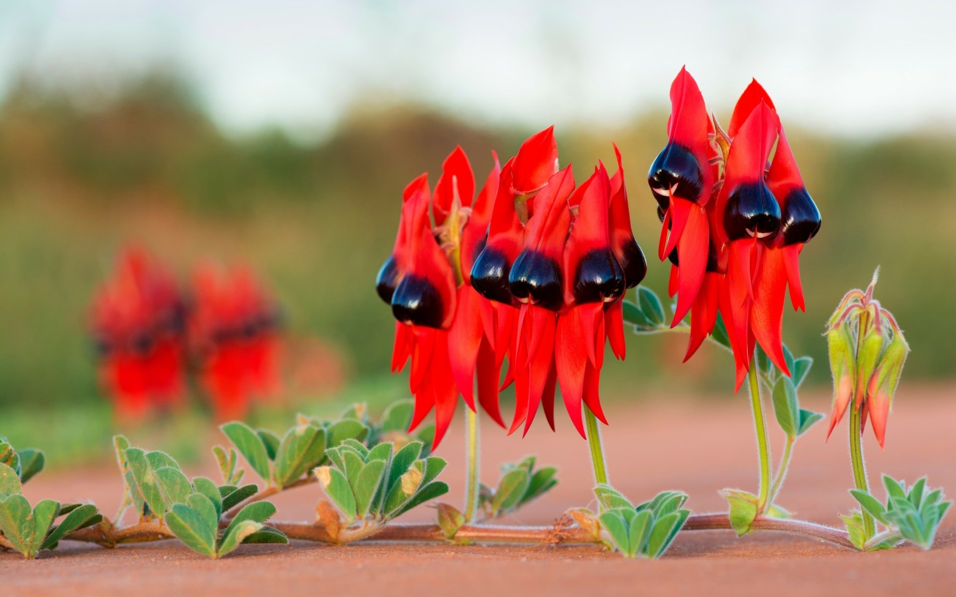 Download Red Flower Sturt s Desert Pea Australia Plant Desert Nature download-red-flower-sturt-s-desert-pea-australia-plant-desert-nature