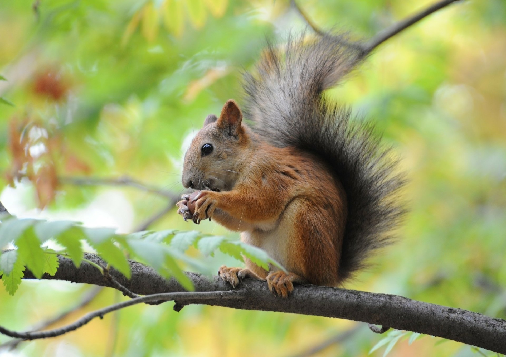 Download Branch Animal Squirrel HD Wallpaper