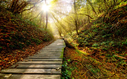 sunbeam man made boardwalk HD Desktop Wallpaper | Background Image
